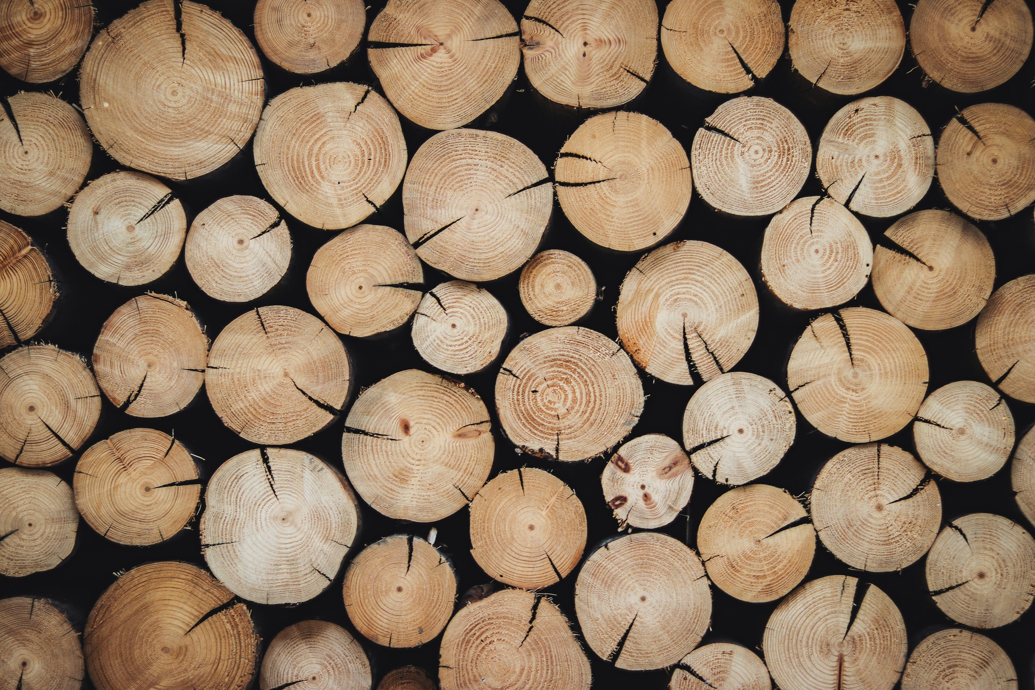 Which Wood Is Best for Indoor vs. Outdoor Saunas?